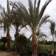 date_palm.jpg