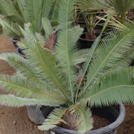 mexican_sago_palm.jpg