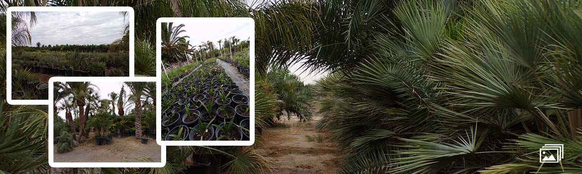 Sago Rey Nursery with palm trees, succulents and hundreds of various tropical and drought tolerant plants