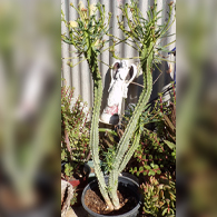 euphorbia_spinescens.jpg