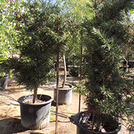 podocarpus.jpg