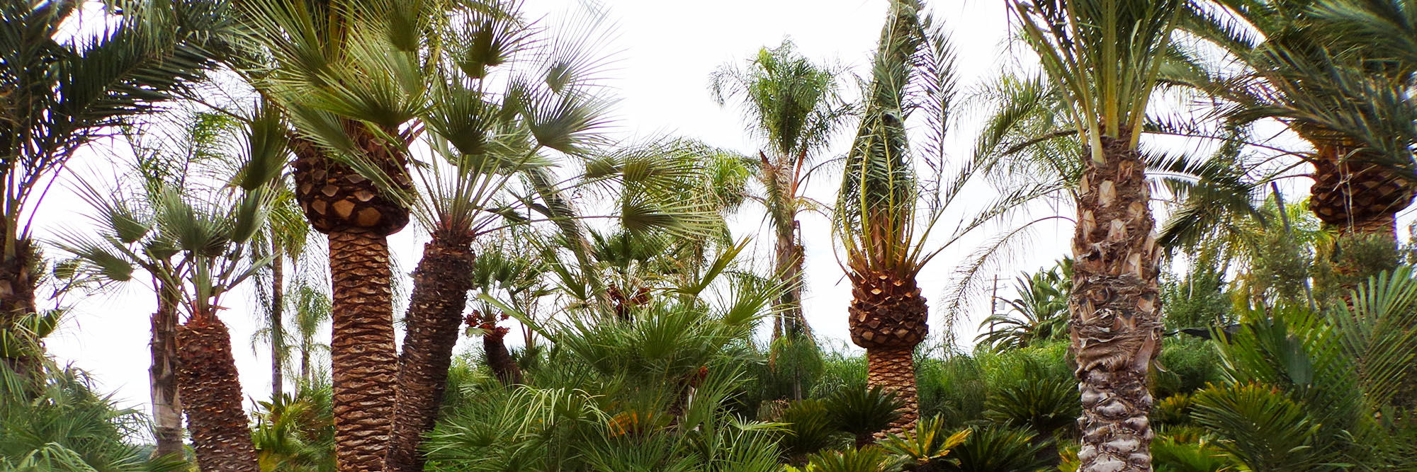 A collection of palm trees at Sago Rey in 