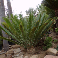 natal_cycad.jpg