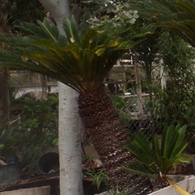 sago_palm.jpg