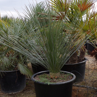 mexican_grass_tree.jpg